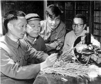 袁隆平, 海南发现野败