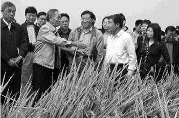 袁隆平的超级杂交水稻