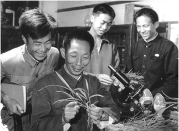 袁隆平的水稻雄性不育科研小组